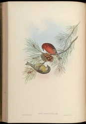 Loxia himalayensis = Loxia curvirostra himalayensis